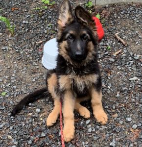 House Barrett Introduces Red Brown Long Haired German Shepherds And The Long Coated German Shepherd Barrett Testimonials