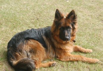 breezy meadows german shepherds