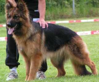 House-Barrett introduces red brown Long Haired German Shepherds ...