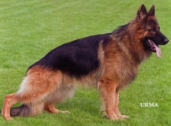 red haired german shepherd